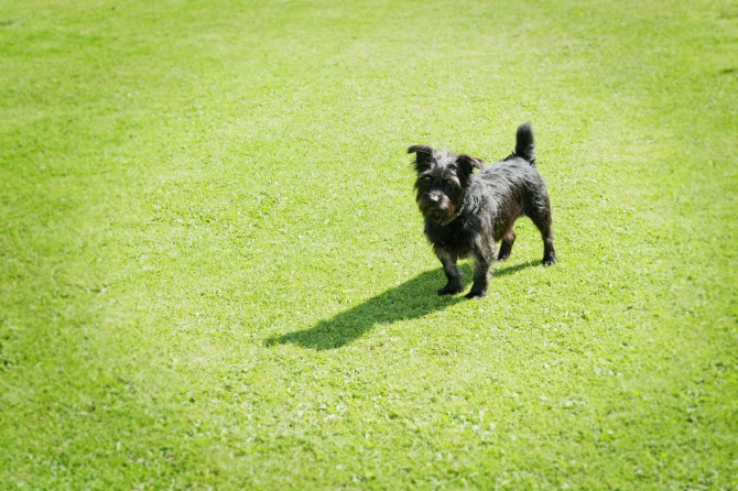 dog