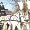 Staunton Wedding Carriages 7 image