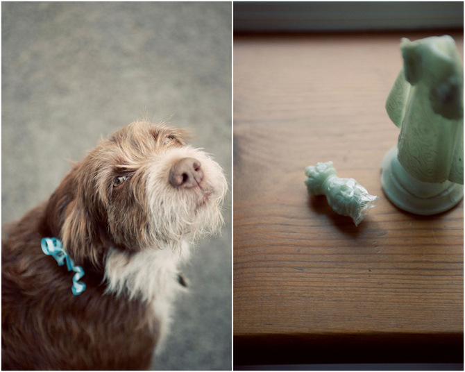 dog wedding