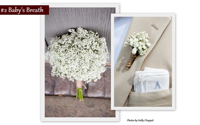 baby's breath bouquet